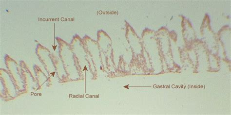 Invertebrate Phyla