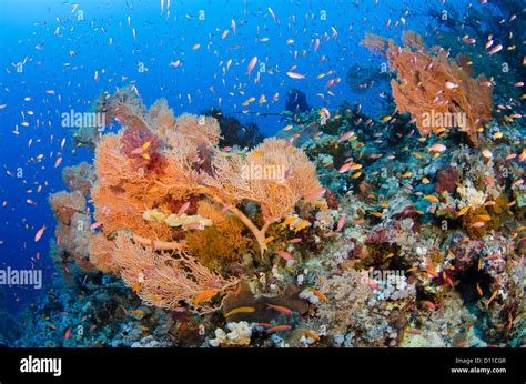 Typical Red Sea Coral Reef Panorama Reef Safaga Egypt Red Sea