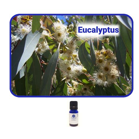 Eucalyptus Essential Oil Essentially Grateful