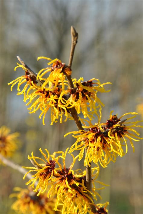 Hamamelis ×intermedia Orange Beauty Hamamelis ×intermedia Orange