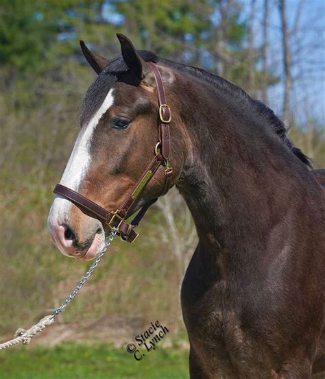 Bay Clydesdale Gelding | Beautiful horses, Clydesdale horses, Most ...