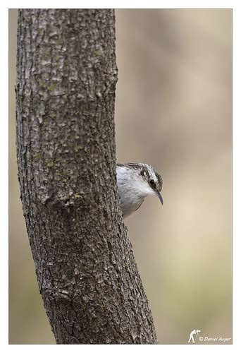 Grimpereau Brun Brown Creeper Un Petit Nerveux Ce Grimpe Flickr