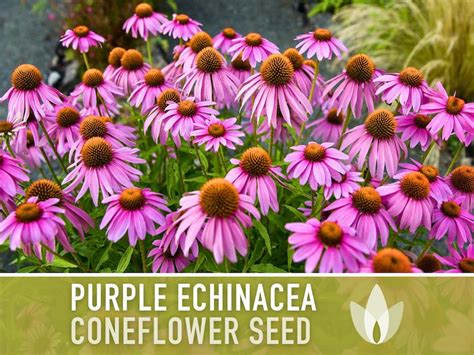 Echinacea Purple Coneflower Seeds Heirloom Seeds Echinacea Purpure