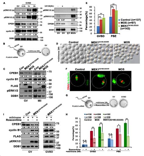 Figure From Positive Feedback Stimulation Of Ccnb And Mos Mrna