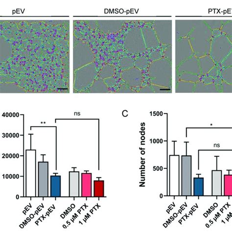 Effect Of Ptx Pev On Huvec Angiogenesis A Representative Images Of