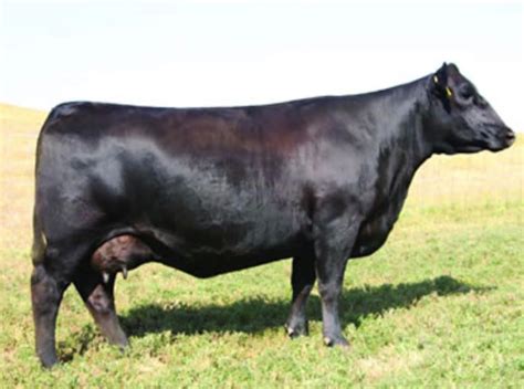 Angus Embryos For Sale Sb10 1927 Sire Buyer