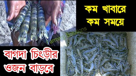 বাগদা চিংড়ি চাষ Tiger Prawn Farming 91 6289353549 Youtube