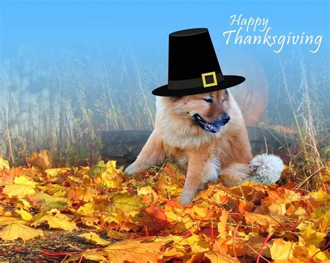 Thanksgiving Cute Dogs Wallpapers - Wallpaper Cave