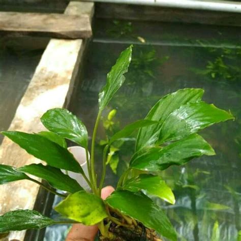 Jual Anubias Sp Media Wabikusa Tanaman Aquascape Shopee Indonesia