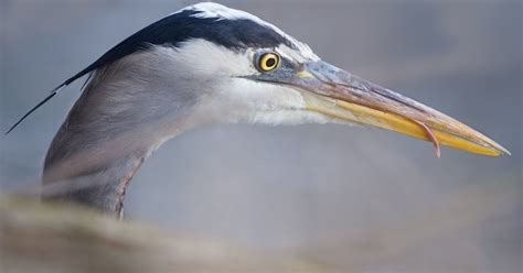 Back In The Usa The Tongue Of The Great Blue Heron