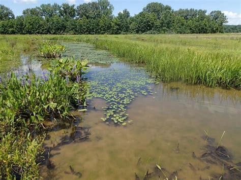 Natural Sloughs And Small Ponds Missouri Department Of Conservation