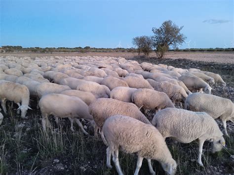 "Buscando a la oveja negra" (fotografías oyentes) - agropopular.com