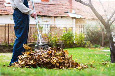 Feuilles mortes 3 façons de les utiliser dans le jardin Jardin de