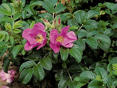 Rosa Rugosa Wildrose Kartoffelrose Anspruchslos Apfelrose