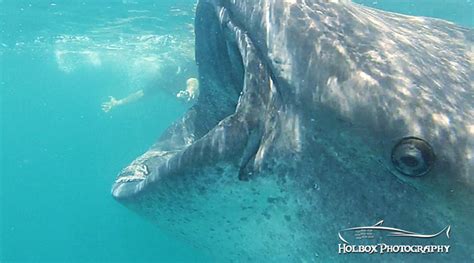 Tour Nado Con Tibur N Ballena Holbox Guide