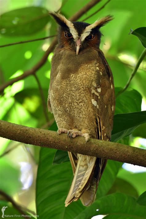 Crested Owl Lophostrix Cristata By Nature First Photography The Owl