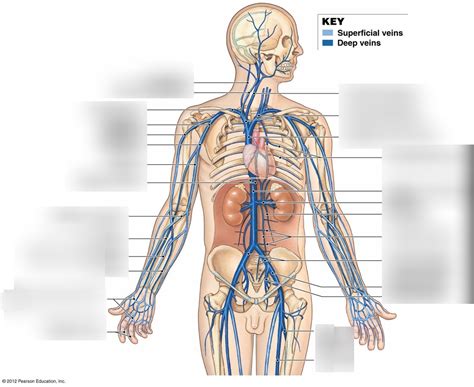 Chapter 21 Blood Vessels Pt 5 Diagram Quizlet