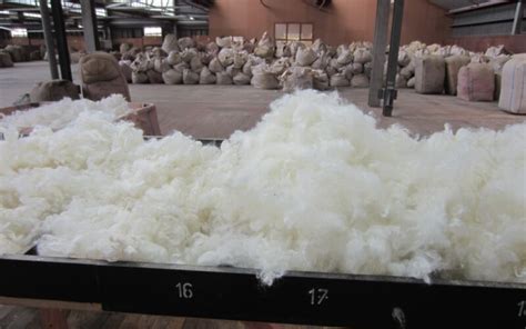 Wool key to viable future for sheep