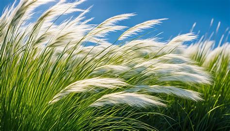 Antarctic Hair Grass & Climate Impact Insights