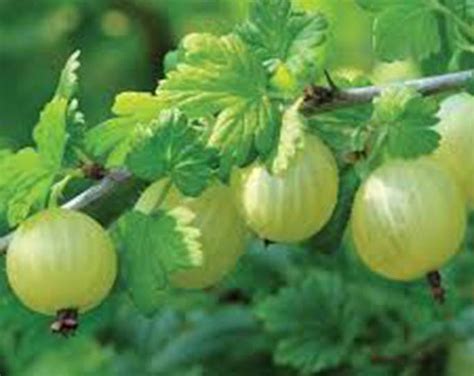 Gooseberry Pixwell Fruits Fruit Gooseberry Plants 1 1 2 Yr Live