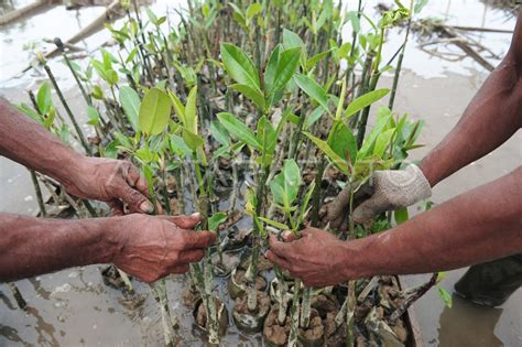 Pemulihan Cagar Alam Hutan Bakau Antara Foto