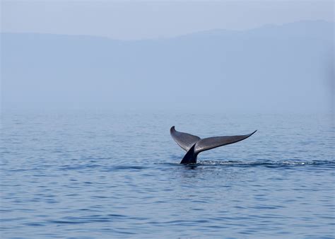 Comportamento estranho das baleias-azuis preocupa cientistas; entenda