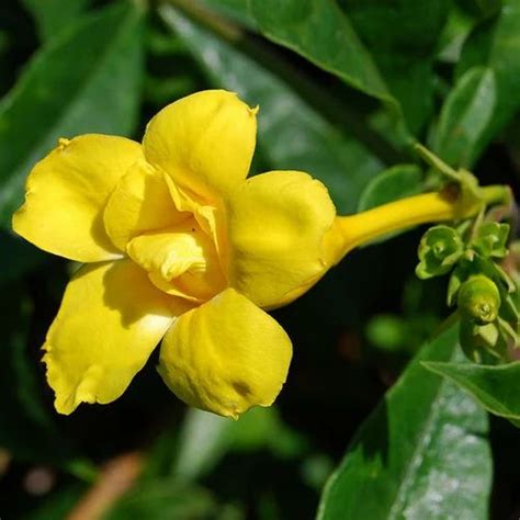 Allamanda Yellow Double Creeper Climber Flowering Live Plant फलवरग