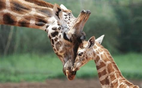 There are HOW many species of Giraffes? – Naturally Inspiring