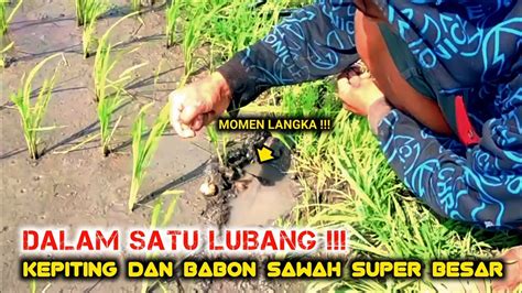 Di Buat Heboh Saat Belut Babon Sawah Terbesar Ini Takluk Youtube