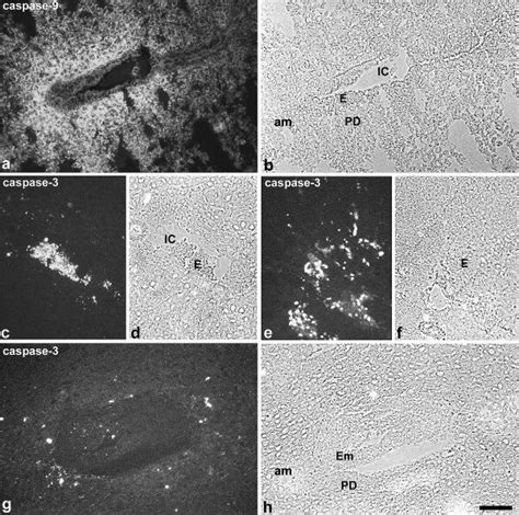 Immunostaining for caspase-9 and caspase-3 Caspase-9 is expressed in ...