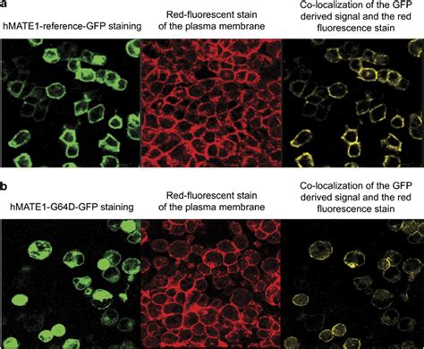 Cellular Localization Of Green Fluorescent Protein Gfp Tagged Hmate