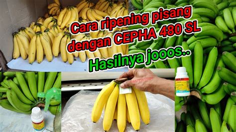 Cara Ripening Pisang Dengan Cepha Perampisang Pisangcavendish