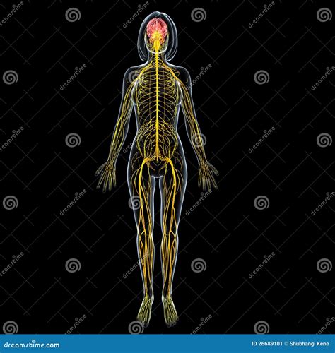 FeMale Brain Anatomy With Full Body Nervous System Stock Illustration