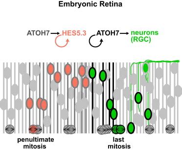 A Positive Feedback Loop Between Atoh And A Notch Effector Regulates