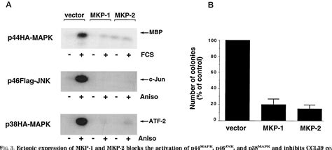 Figure From The Dual Specificity Mitogen Activated Protein Kinase