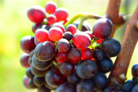 Grape Tours Grapetrotters Siena 2022 Qué Saber Antes De Ir Lo