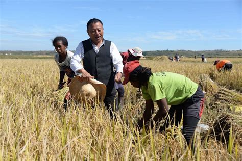 Lenstolens Hybrid Rice Harvest Across Thousands Of Miles Xinhua