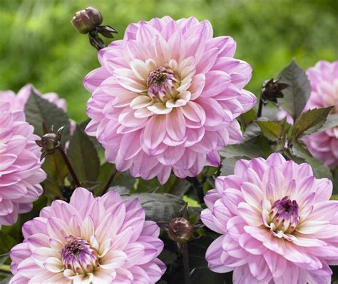 Dahlias Closeup Pink Color Hd Wallpaper Rare Gallery