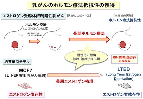 共同発表：乳がんの治療抵抗性の仕組みを解明～難治性・再発性乳がんの新しい診断・治療法に向けて～