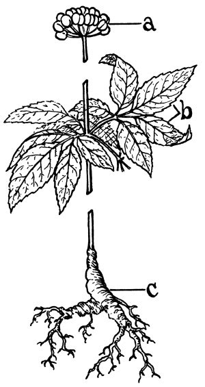 Ginseng side effects | General center | SteadyHealth.com