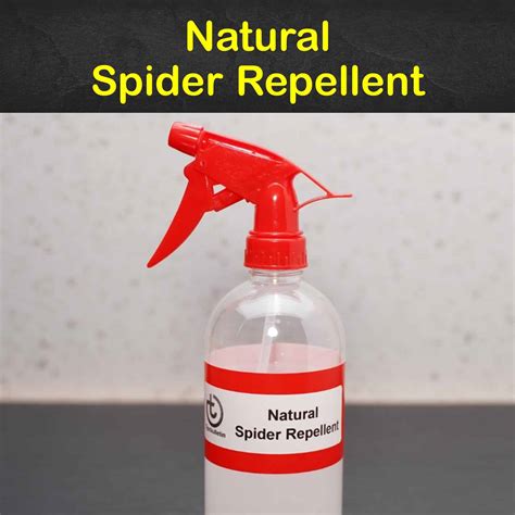 11 Easy To Make Spider Repellent Recipes