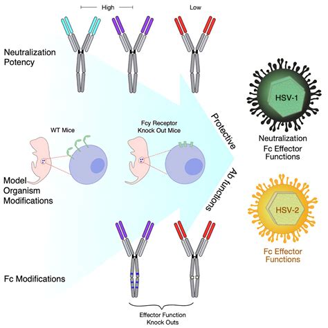 Researchers offer new insights into how antibodies function against ...