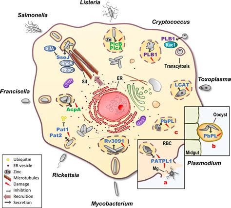 Secreted Phospholipases Of Obligate And Facultative Intracellular