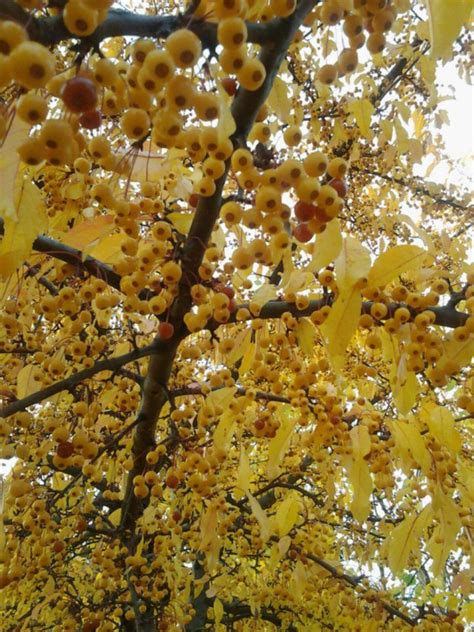 Yellow Berries By AJMcK Yellow Tree Fall Colors Scenic Berries