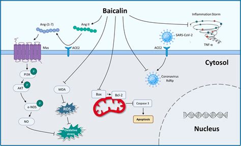 Frontiers The Protective Effects Of Baicalin For Respiratory Diseases