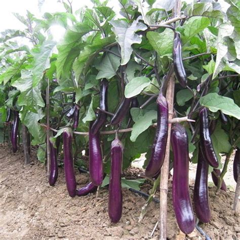 Chinese Eggplant Seeds Long Purple Eggplants Aubergine Brinjal | Etsy