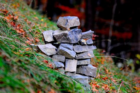 Free Images Tree Nature Forest Grass Rock Wood Meadow Leaf