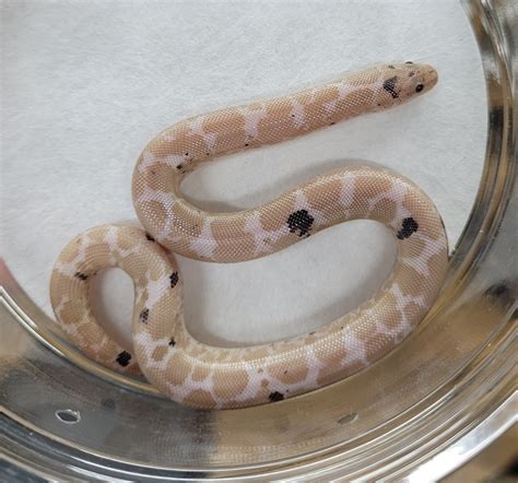 Snow Paradox Kenyan Sand Boa By Blackheart Reptiles Morphmarket