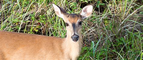 Is Deer Feces Harmful To Dogs