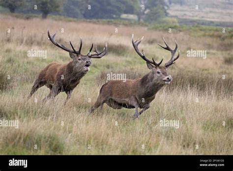 Red Deer Cervus Elaphus Two Stags Dominant Stag Chases Rival After